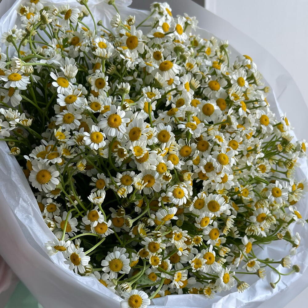 21 кустовая ромашка