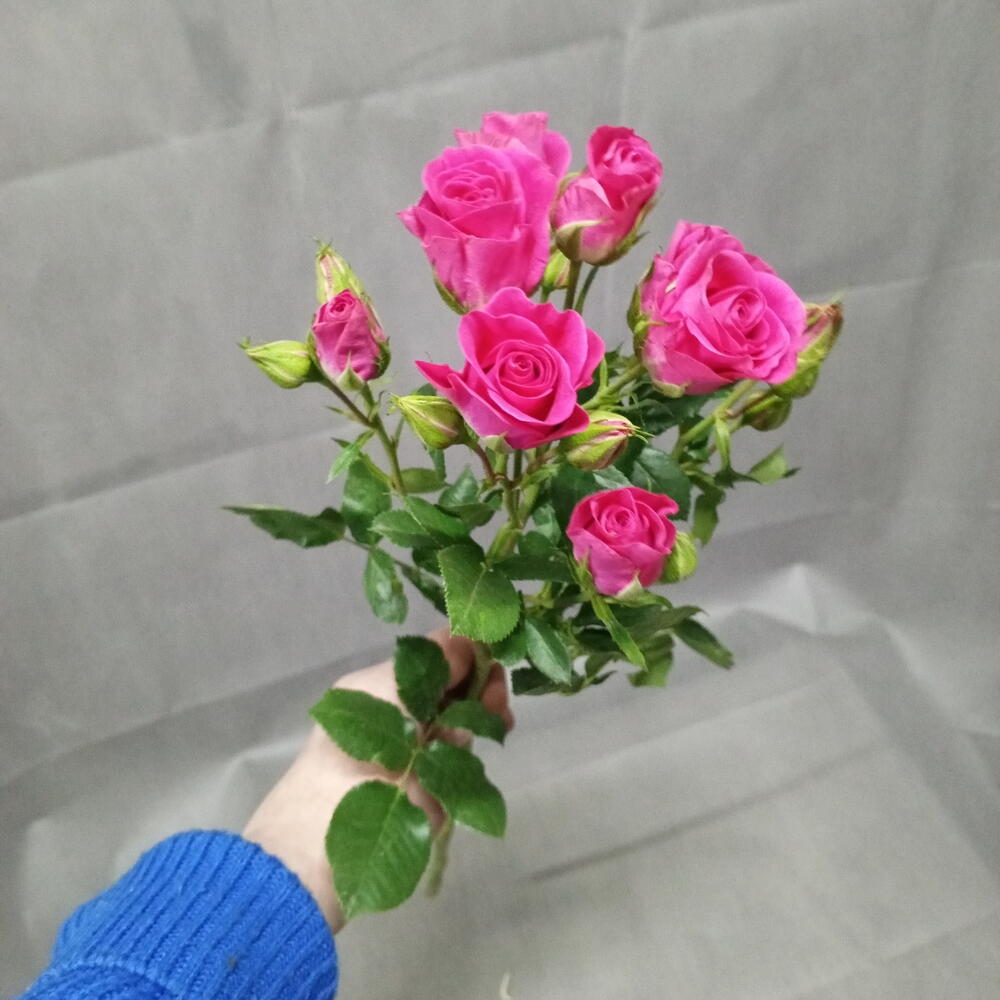 Роза кустовая малиновая