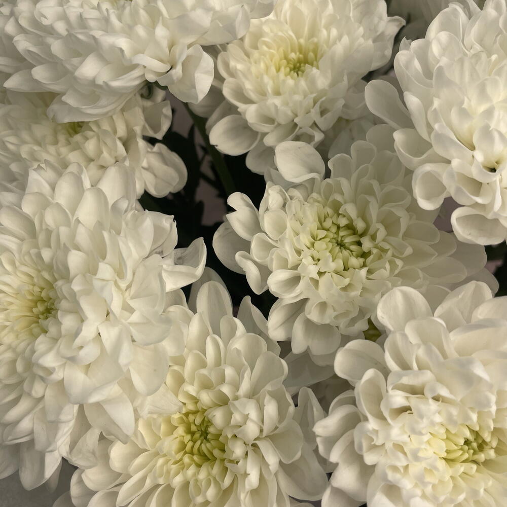 Букет белых хризантем
