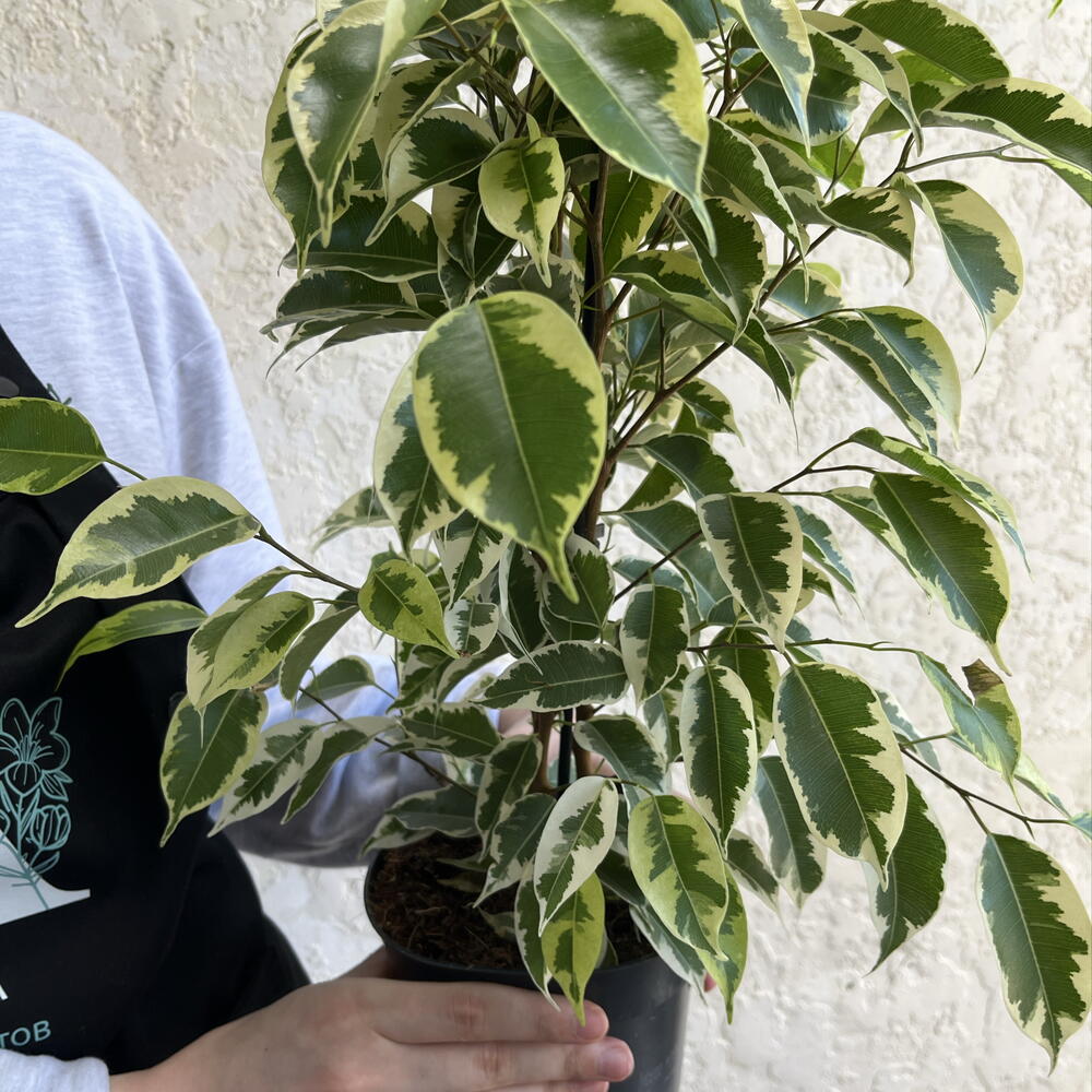 Фикус Бенджамина «Анастасия» (Ficus benjamina  Anastasia