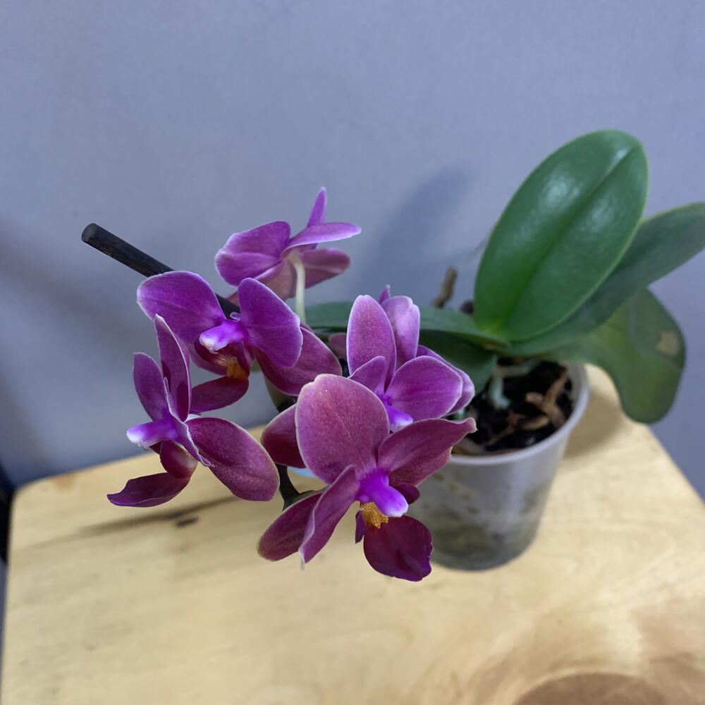 Орхидея Фаленопсис (Phalaenopsis) маленькая