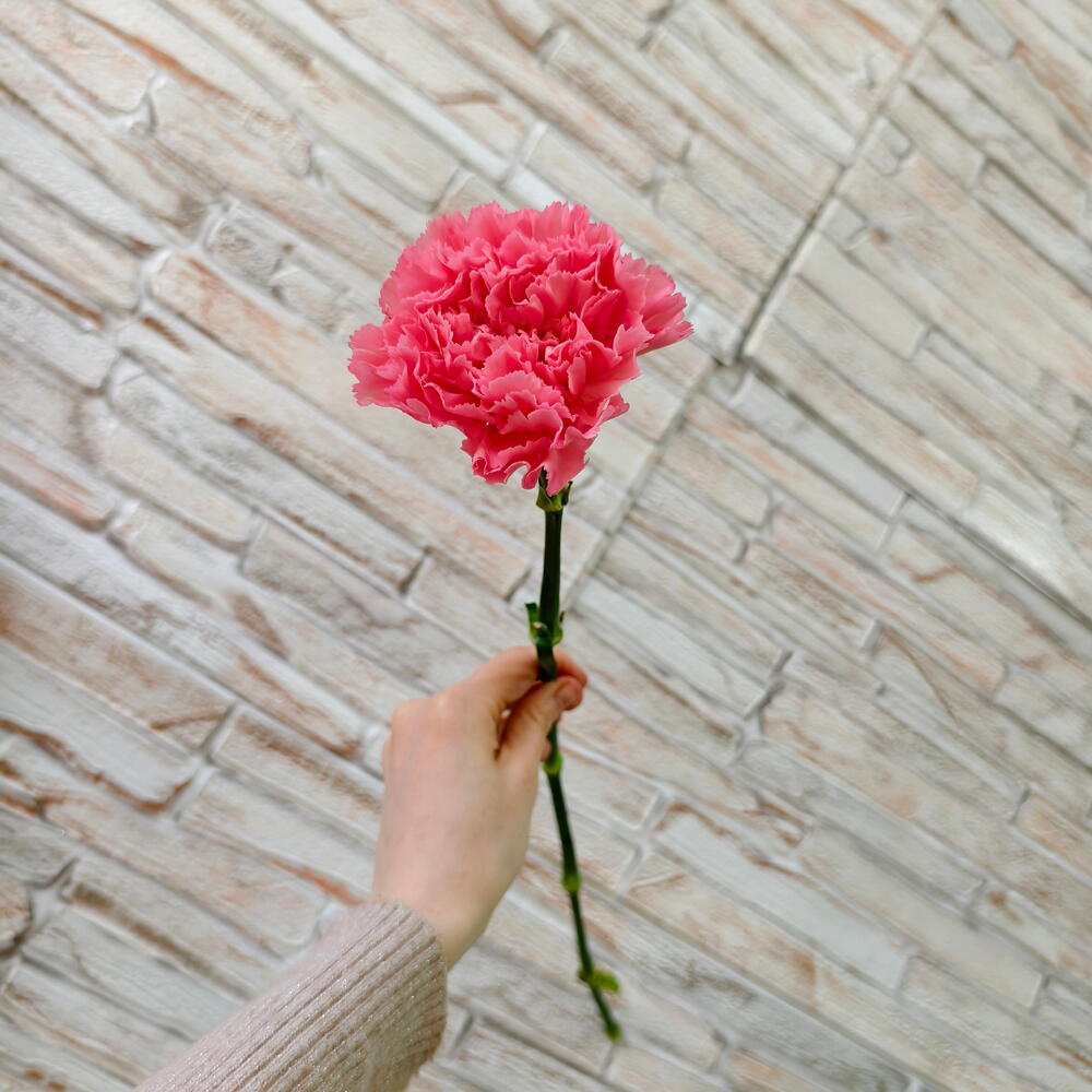 Диантус розовый