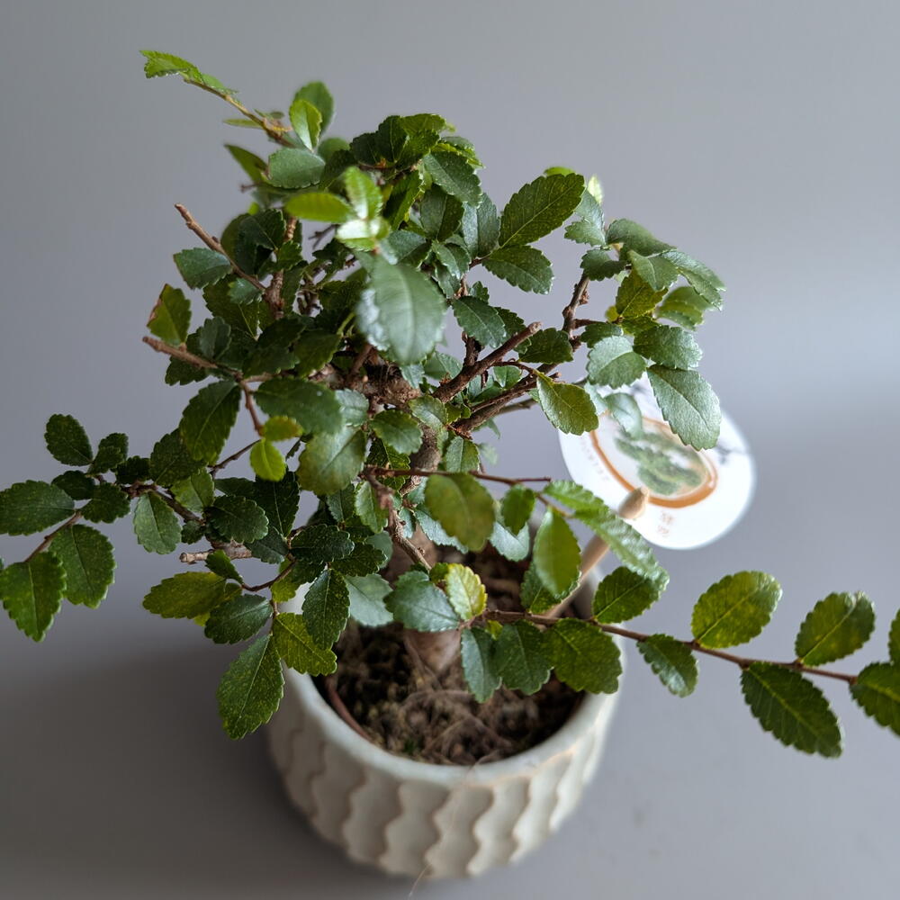 Бонсаи 2