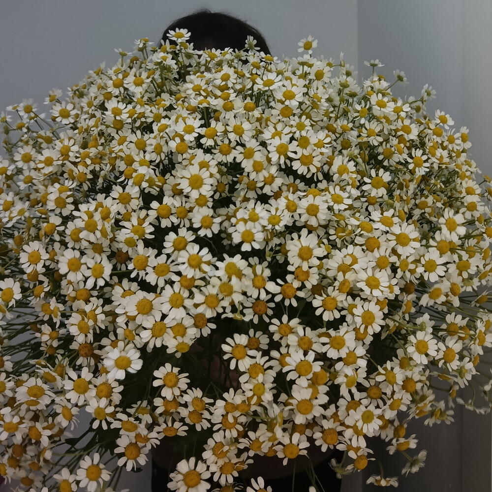 Букет ромашек кустовых 35