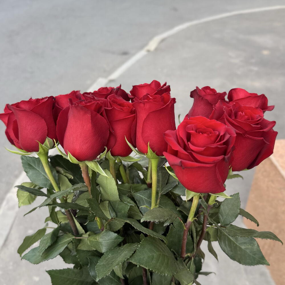 Метровые эквадорские розы 15 штук