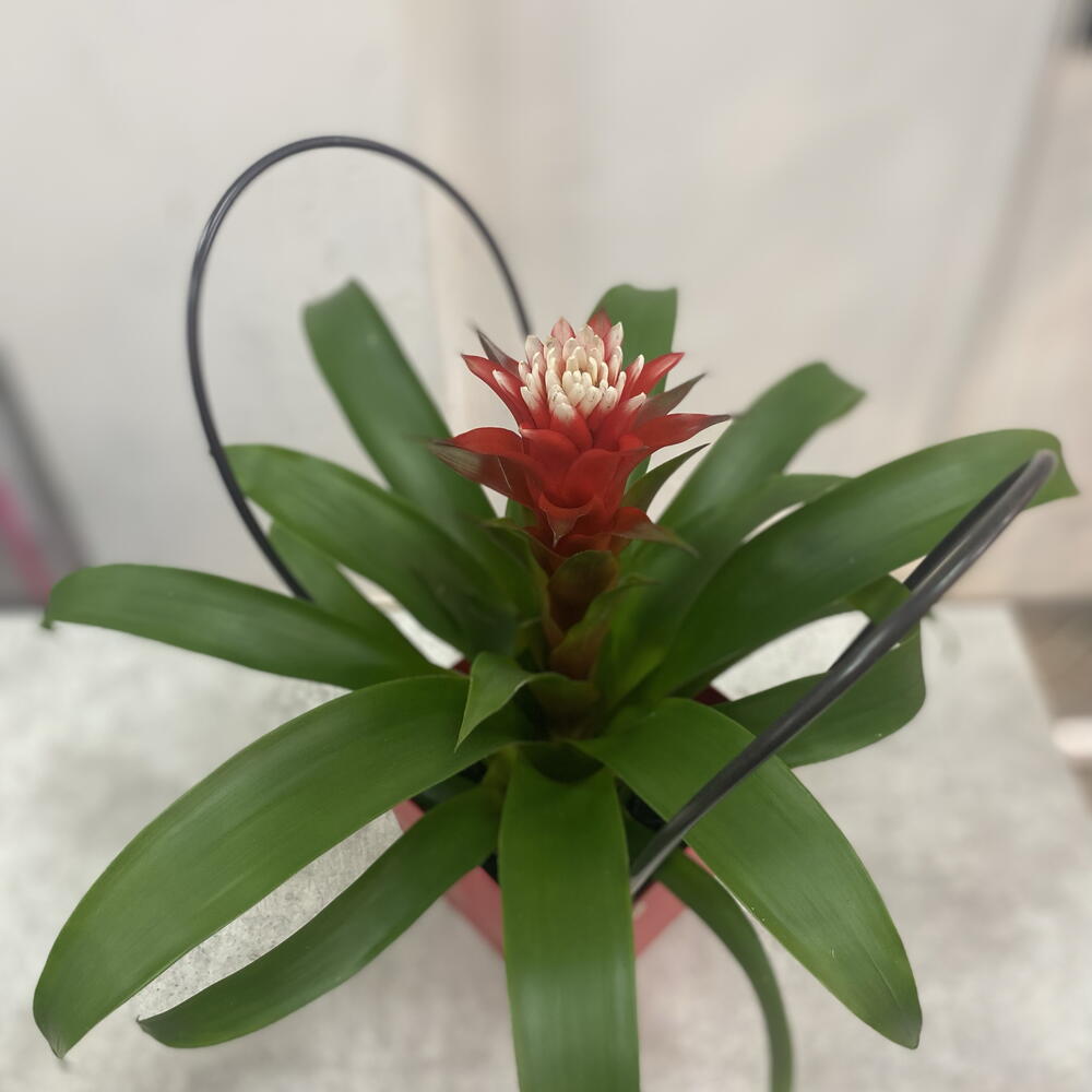 Гузмания