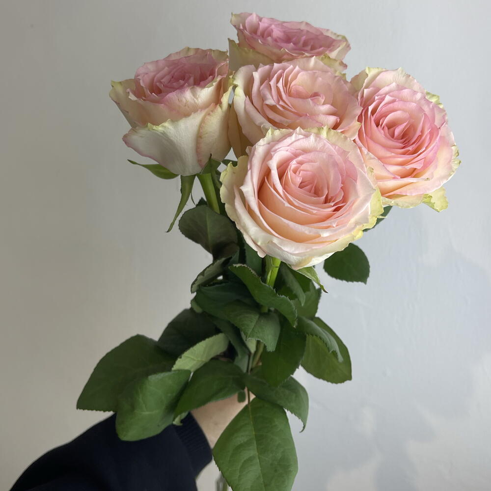 Розы нежные 🌸5