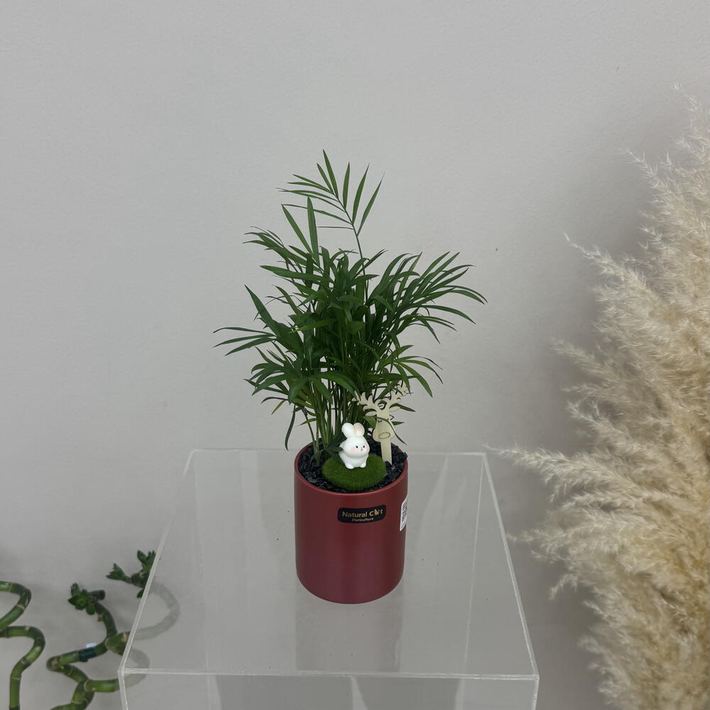Chrysalidocarpus lutescens in a ceramic pot