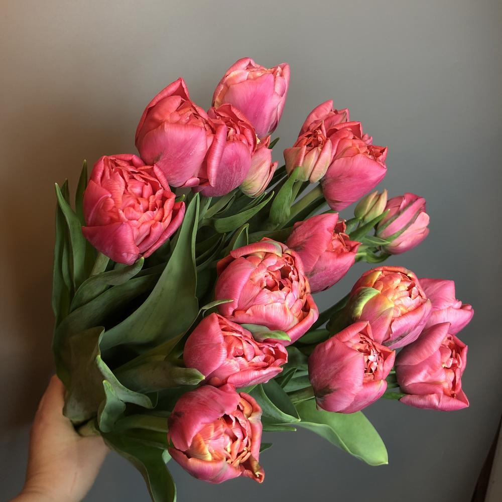 Tulips