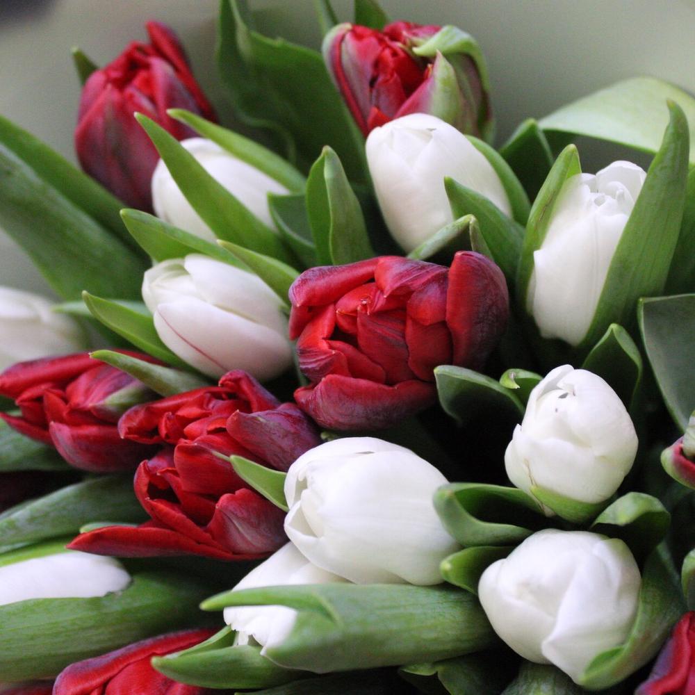 Mono bouquet 61 из 25 Тюльпанов сортов royal virgin и red princess