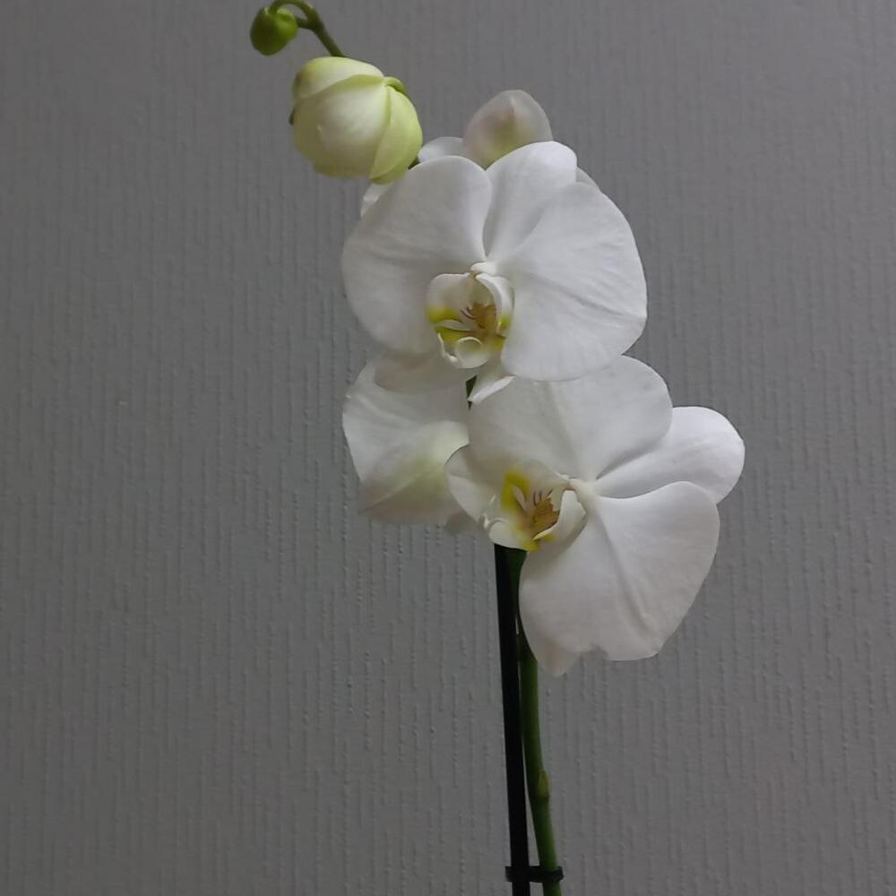 Купить орхидею во владимире казанская доставка цветов станица