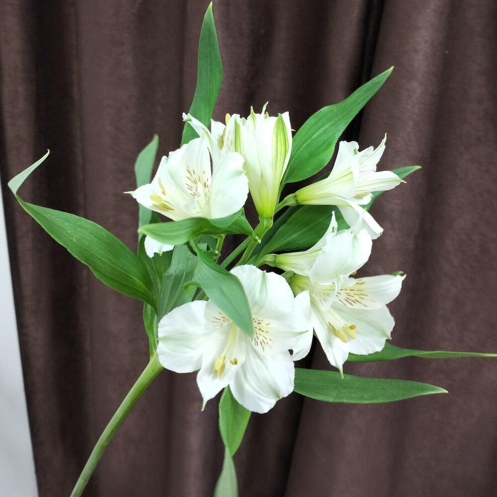 Mezcla de alstroemeria