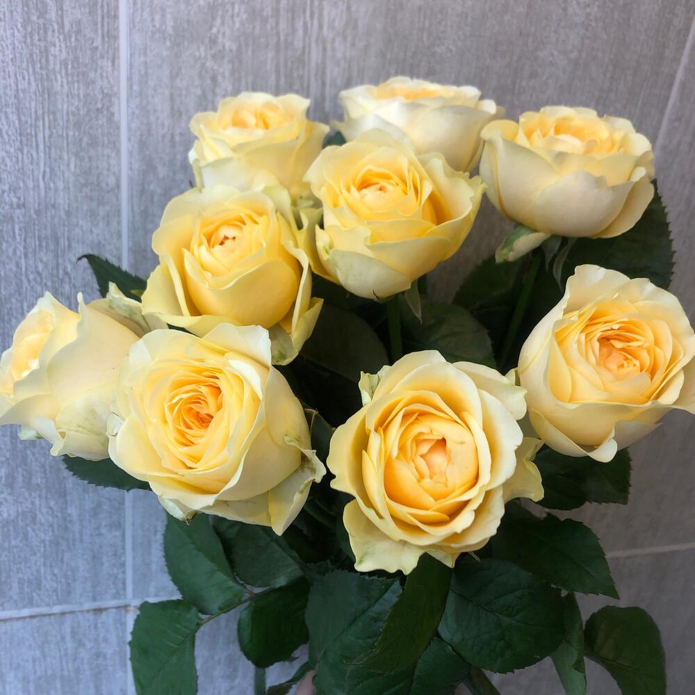 Роза желтая