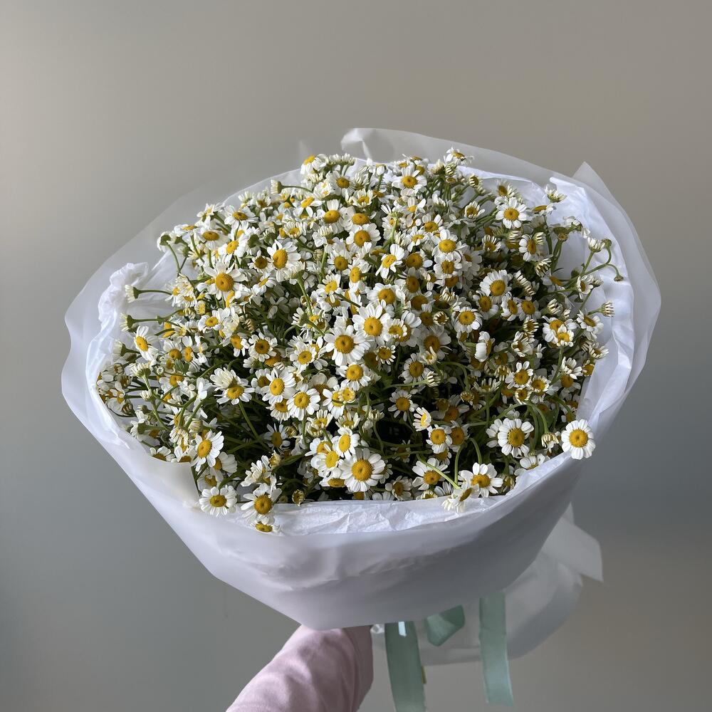 21 кустовая ромашка💛🤍