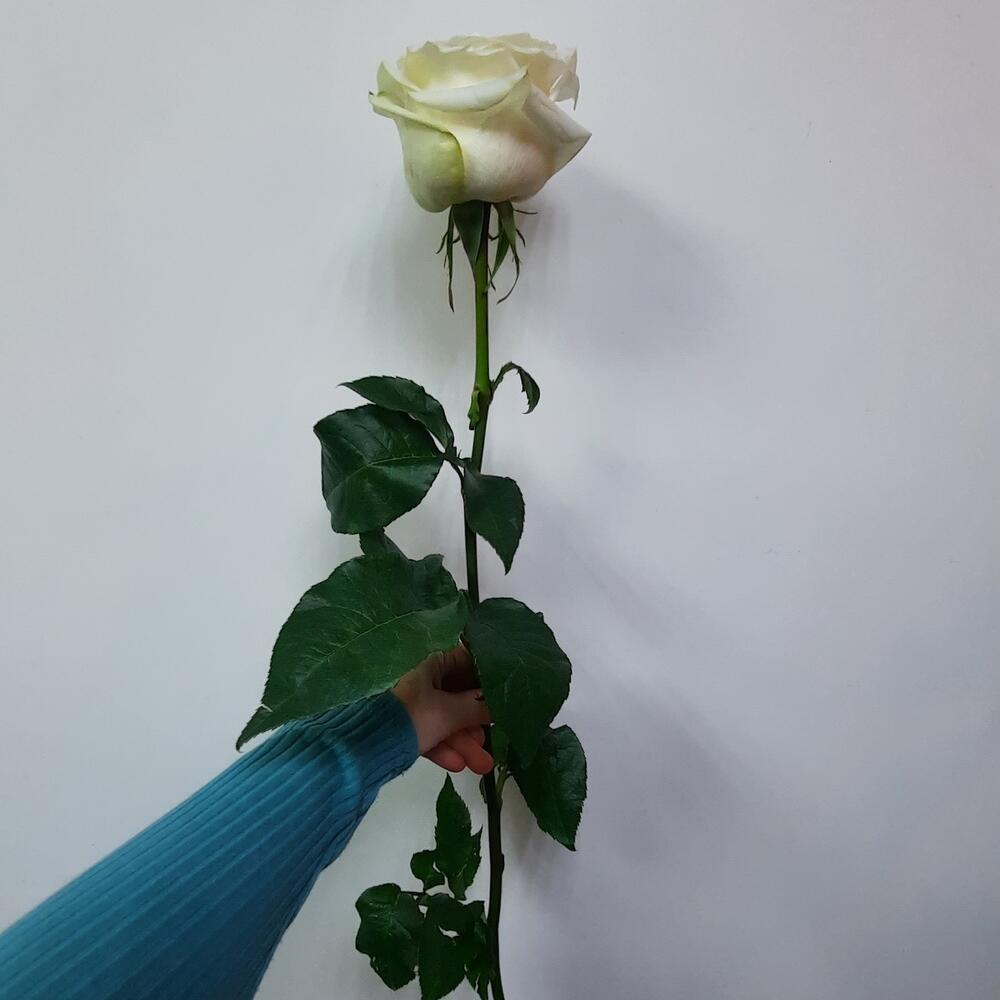 Роза Кэндллайт (candlelight)