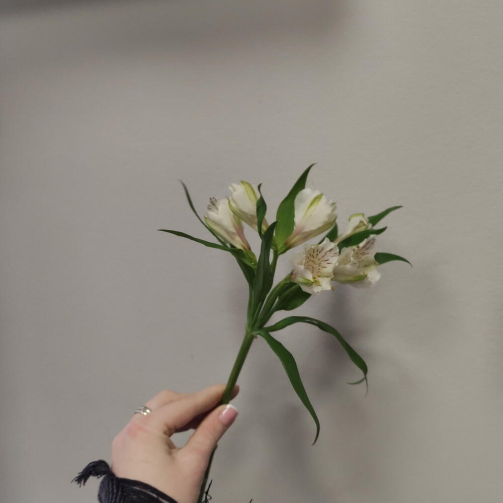Альстромерия