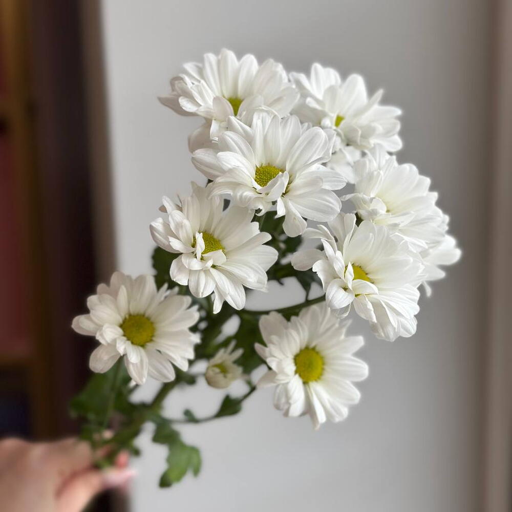 Chrysanthemum chamomile