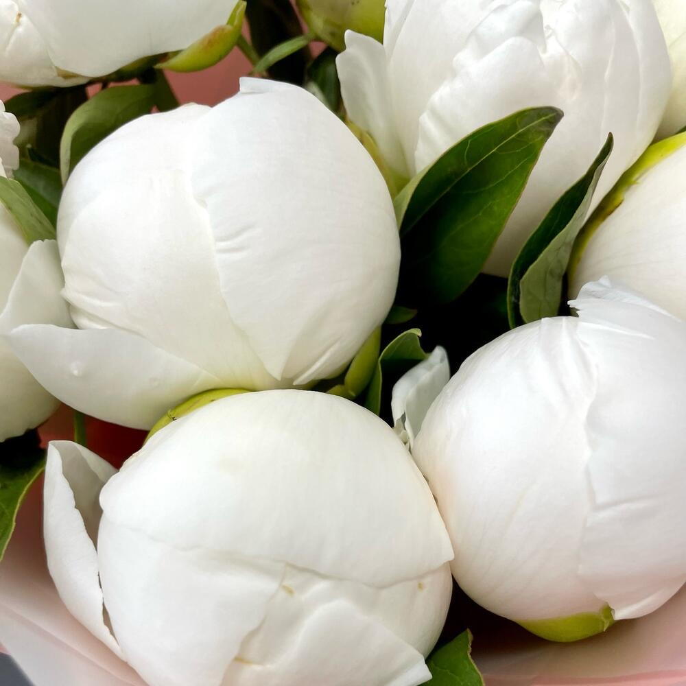 9 шт Белые Пионы (0006) peony