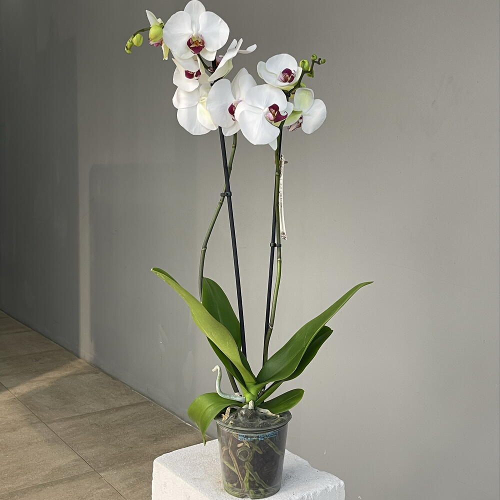 MARSALA WHITE ORCHID эффектная высокая 2-ствольная орхидея