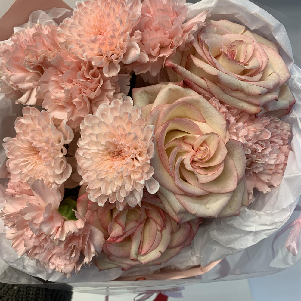 Coral   Pink Splash
