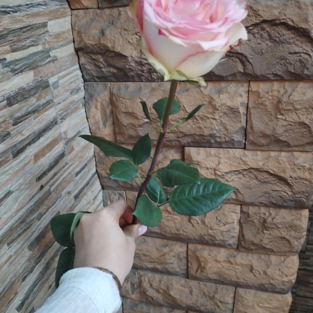 Роза Эсперанса