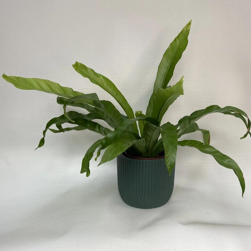 Папоротник Асплениум /Asplenium