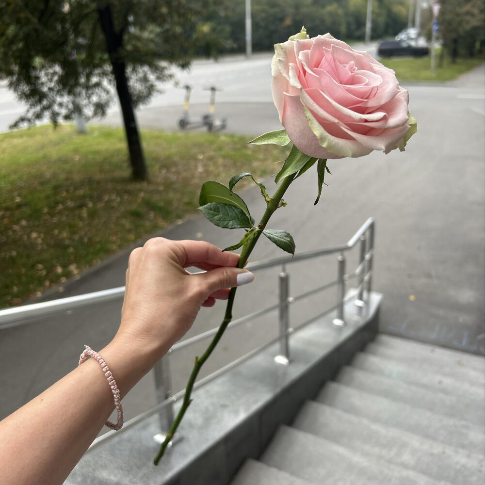 Роза