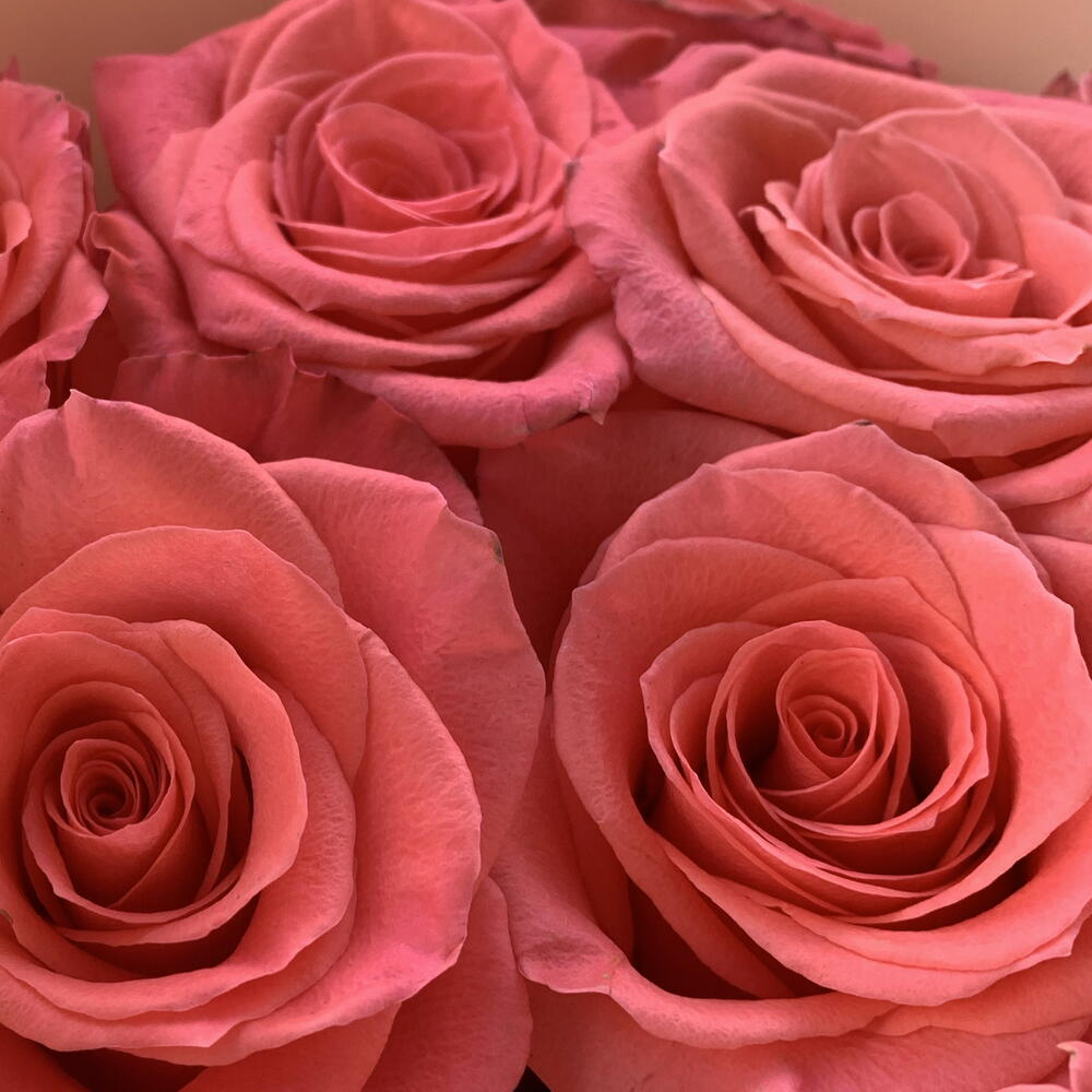 Розы для неё😍