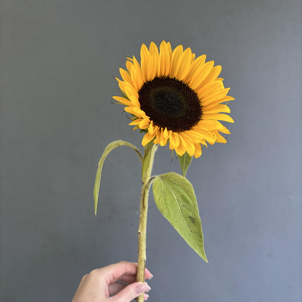 Подсолнух🌻