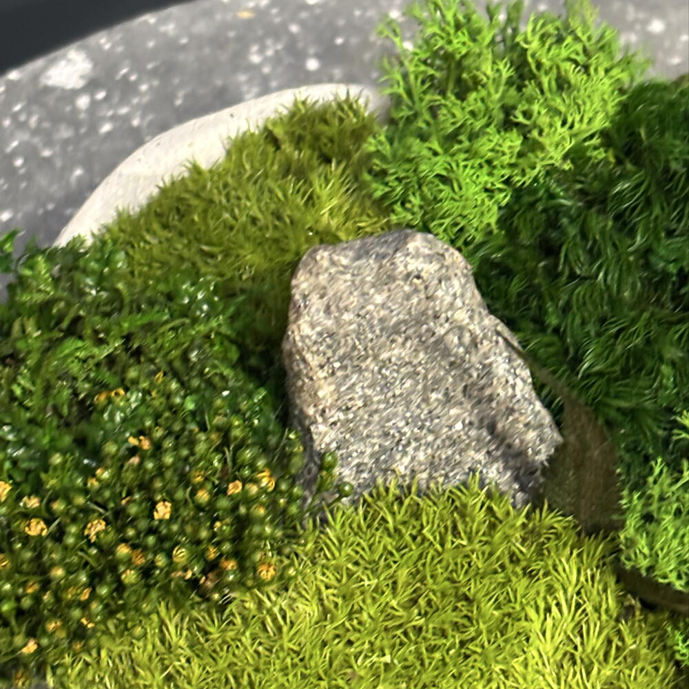 Стабилизированный кусамоно в кашпо на ножках🌱