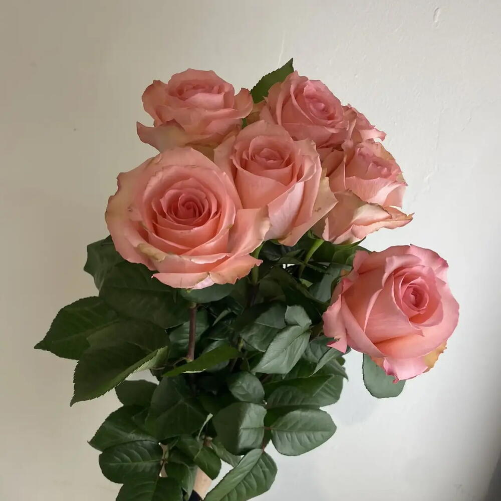 Розы нежные 🌸7