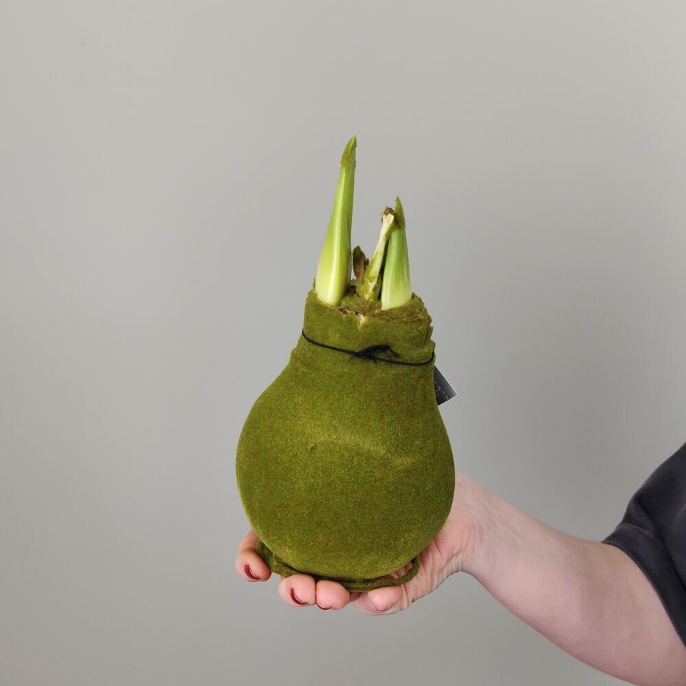 Амарилис в зеленом воске