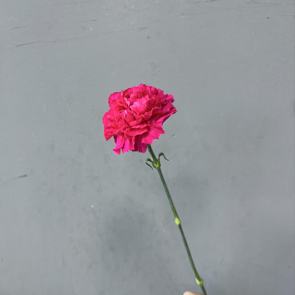 Диантус малиновый 🌺