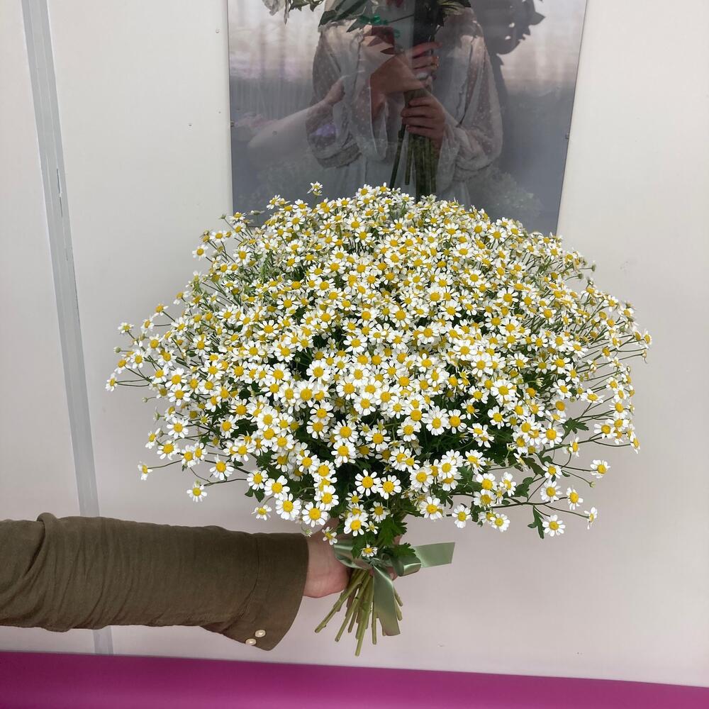 25 ромашек