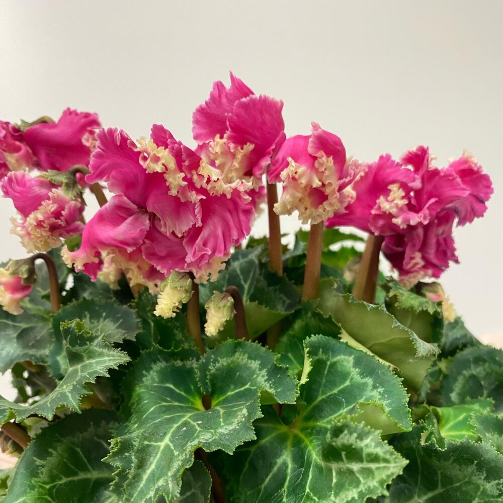 Цикламен розовый