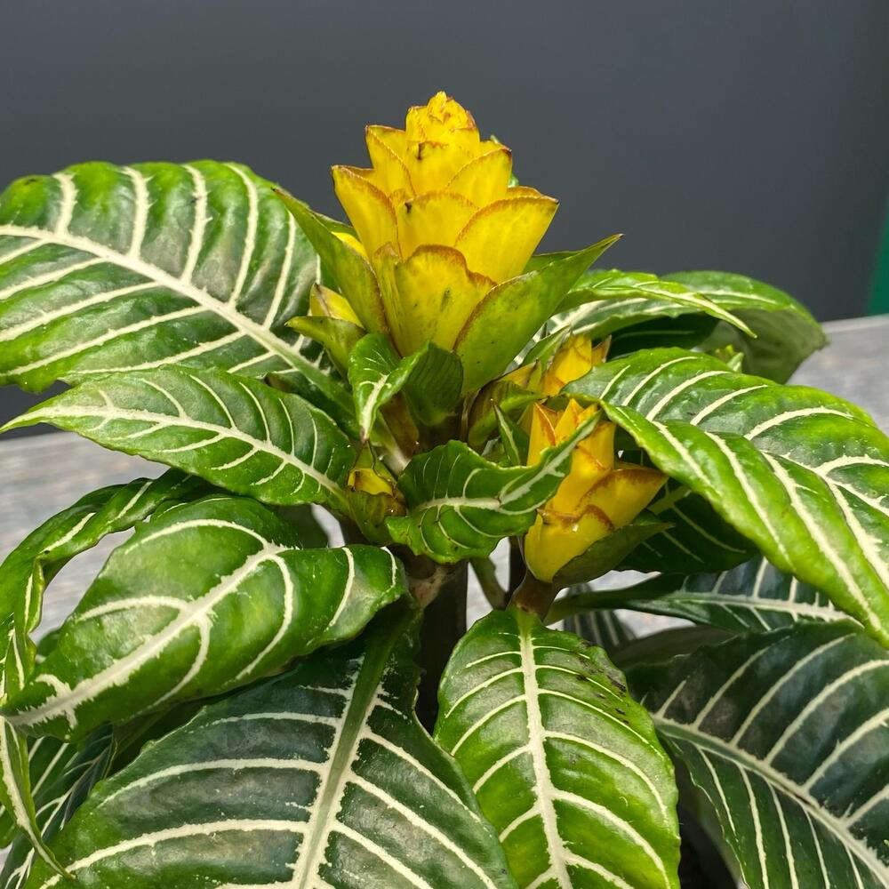 Aphelandra