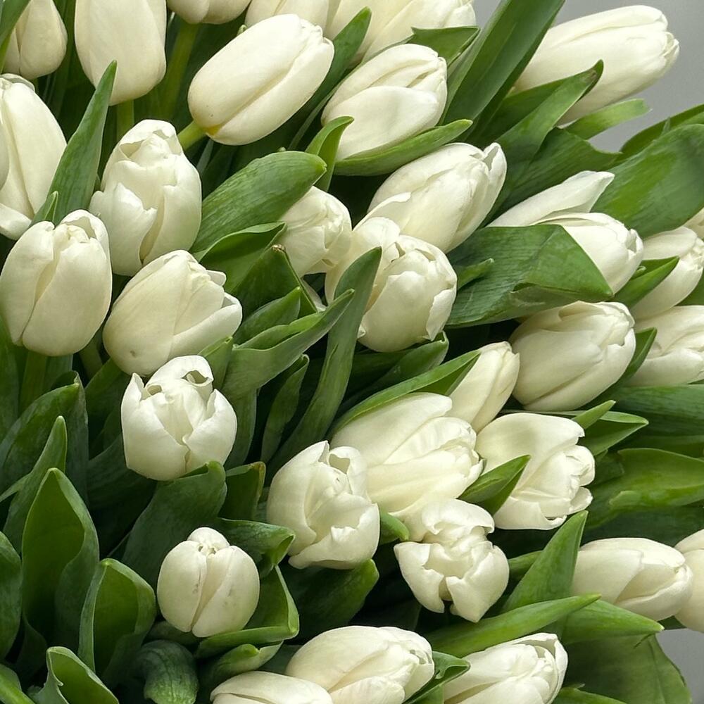Белые тюльпаны