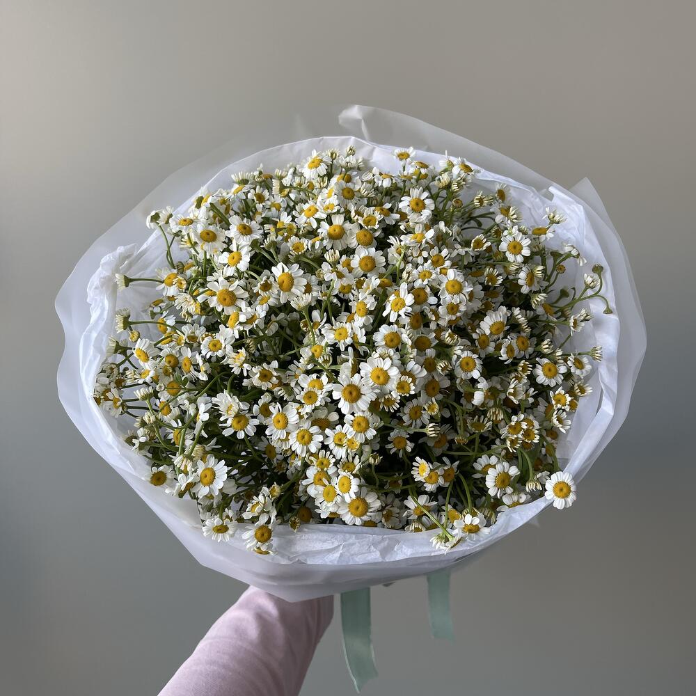 21 кустовая ромашка💛🤍