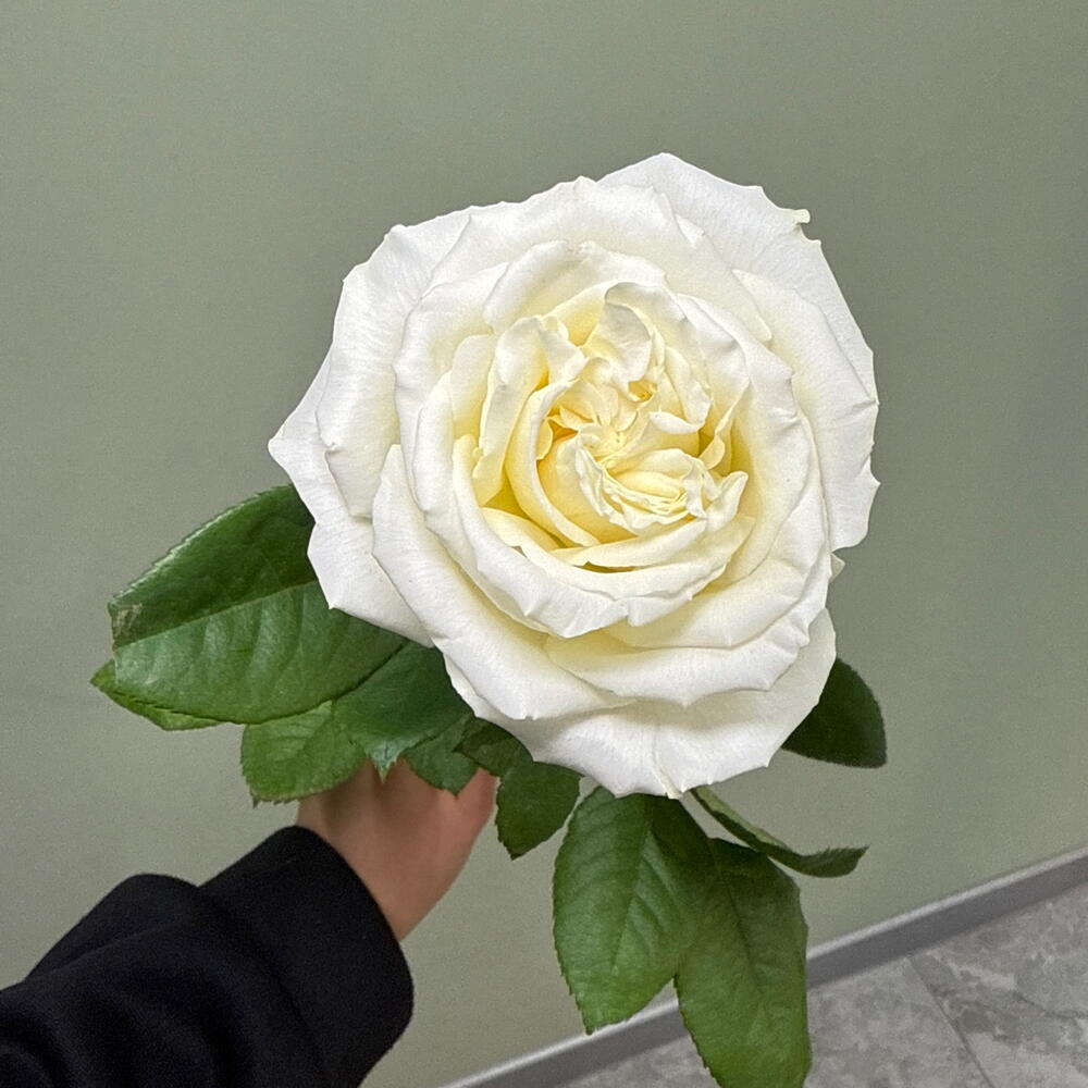 Роза Плайя бланка
