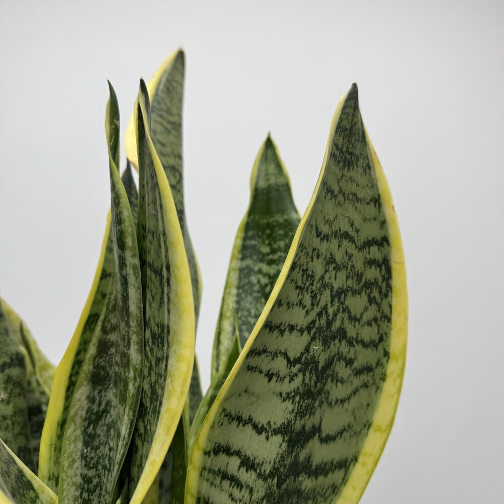 Сансевиерия Суперба
