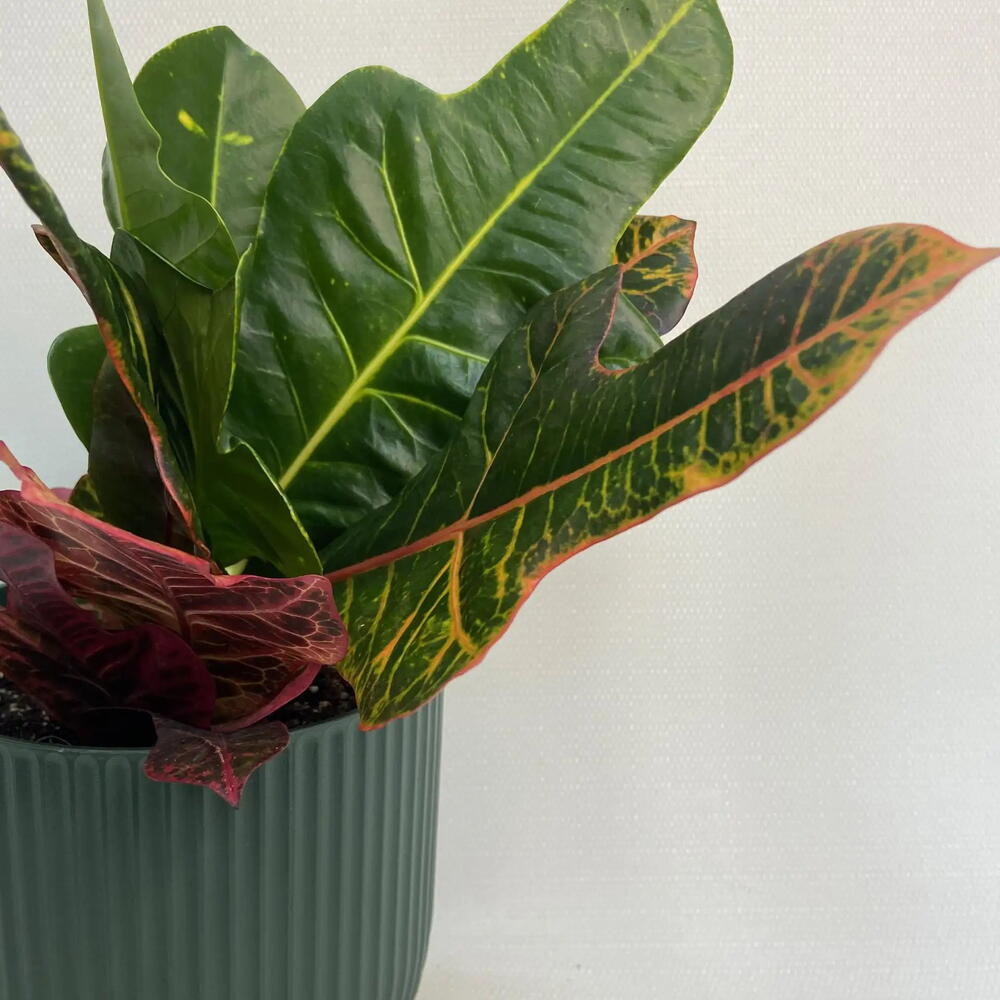 Кодиеум / Codiaeum