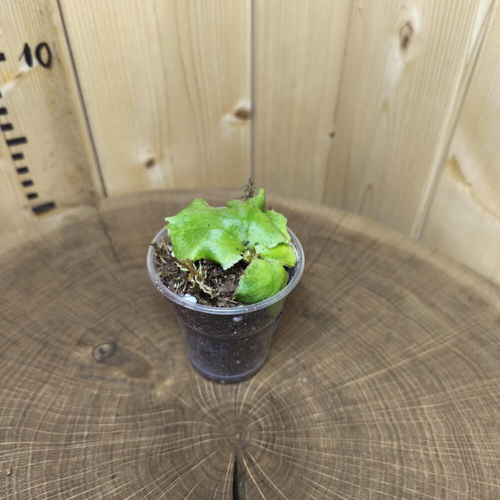 Платицериум Ридли Platycerium Ridleyi