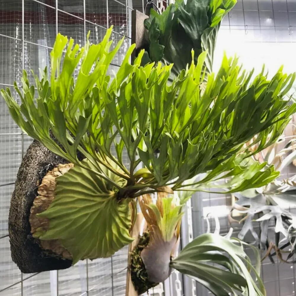 Платицериум Ридли Platycerium Ridleyi