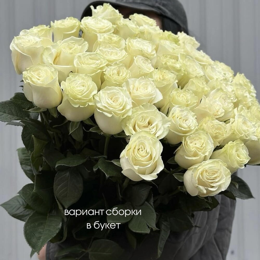 Роза белая