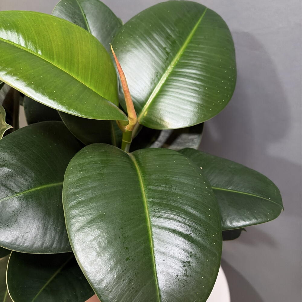 Фикус elastika Robusta