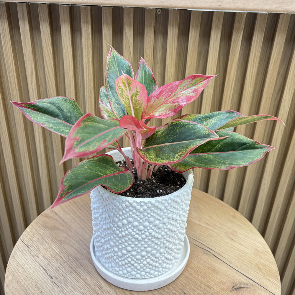 Аглаонема   5