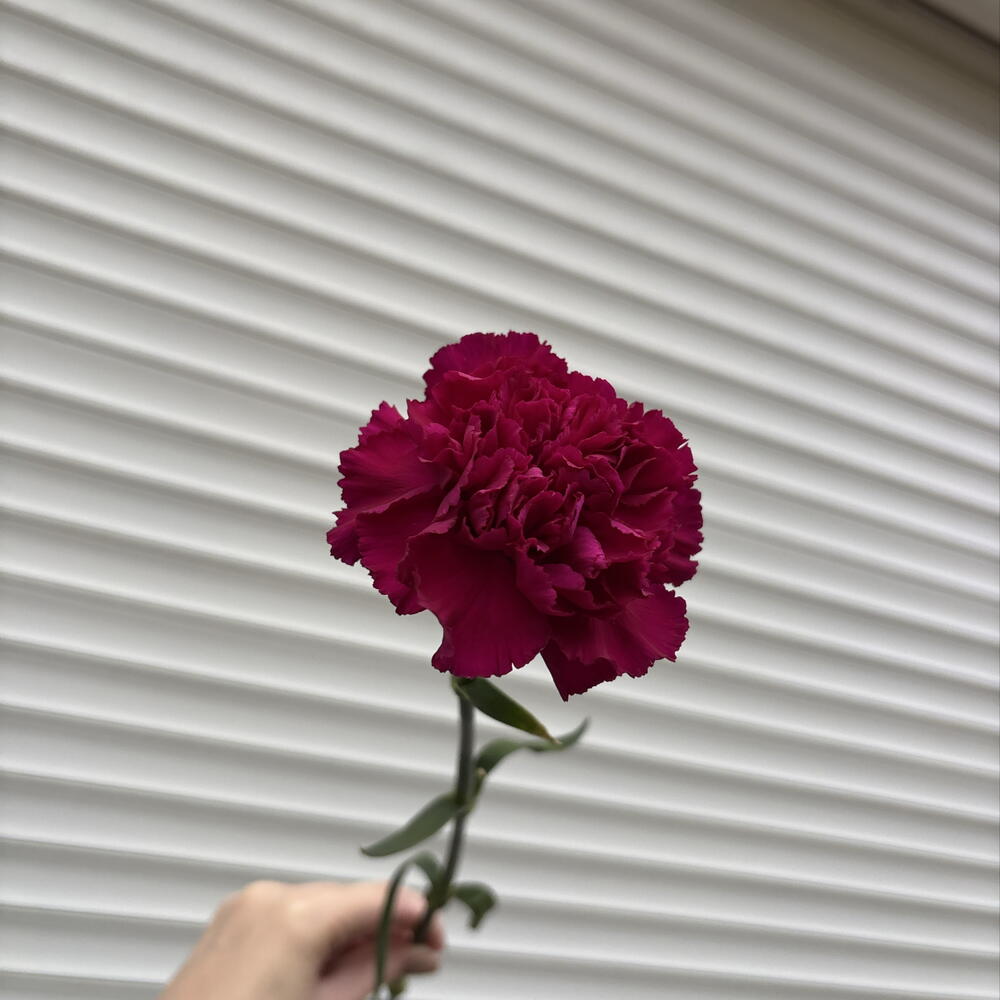 Диантус фиолетовый💜