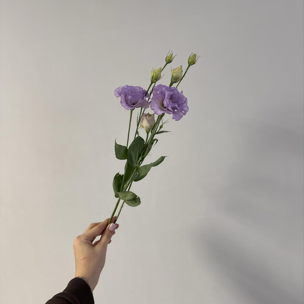 эустома лавандовая 💜