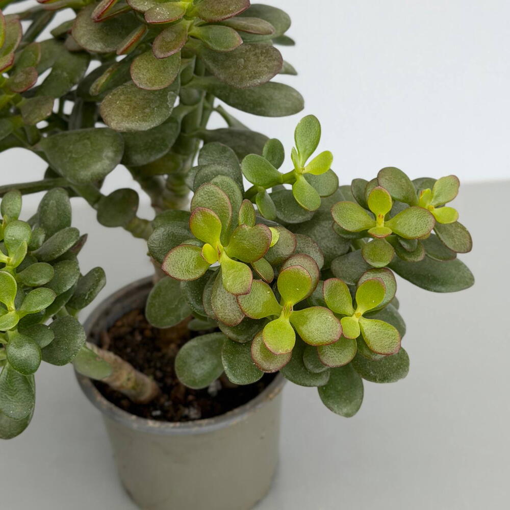 КРАССУЛА (CRASSULA) OVATA MINOR