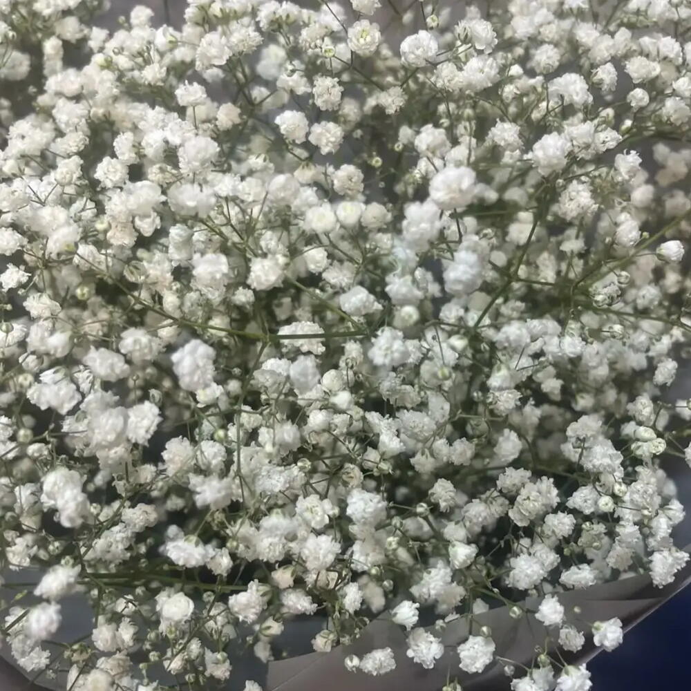 Букет белой гипсофилы🌨️